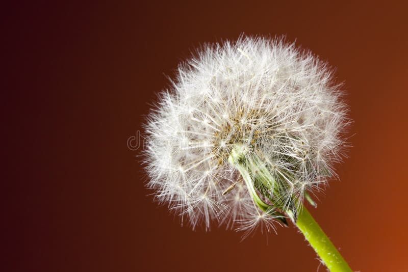 Close up Macro Dandelion over red toned background. Close up Macro Dandelion over red toned background