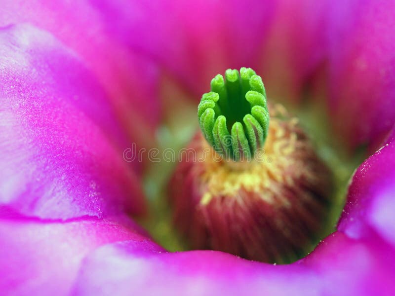 Макрос цветка кактуса шиповатой груши Fuschia стоковая фотография Макрос цветка кактуса шиповатой груши Fuschia стоковая фотография