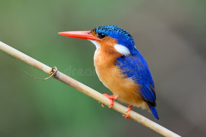 малахит kingfisher малахит kingfisher