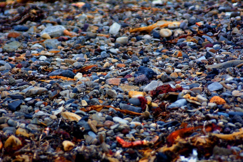 маленькие камешки и морская водоросль на seashore стоковые изображения rf маленькие камешки и морская водоросль на seashore стоковые изображения rf