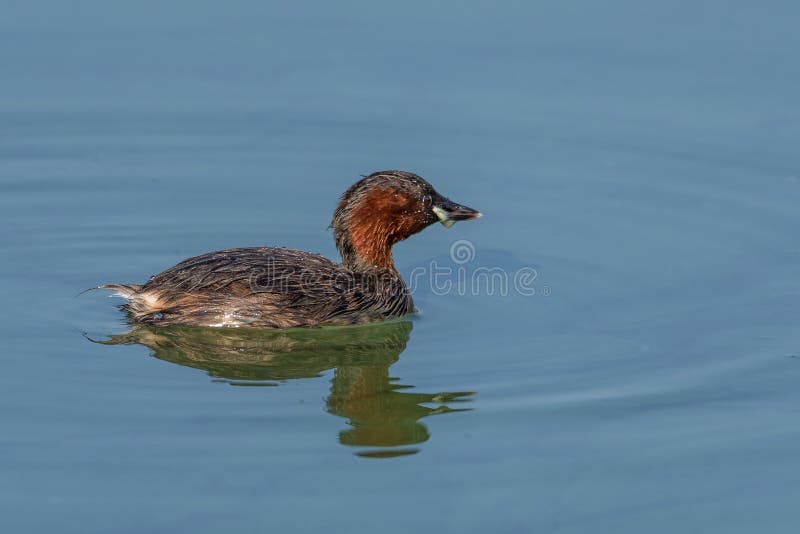 Маленькие поганковые, также известные как dabchick стоковые фото Маленькие поганковые, также известные как dabchick стоковые фото