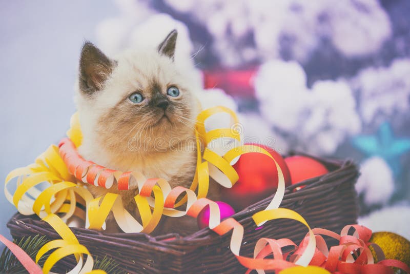 маленький белый котёнок, завернутый в серпентин стоковые изображения