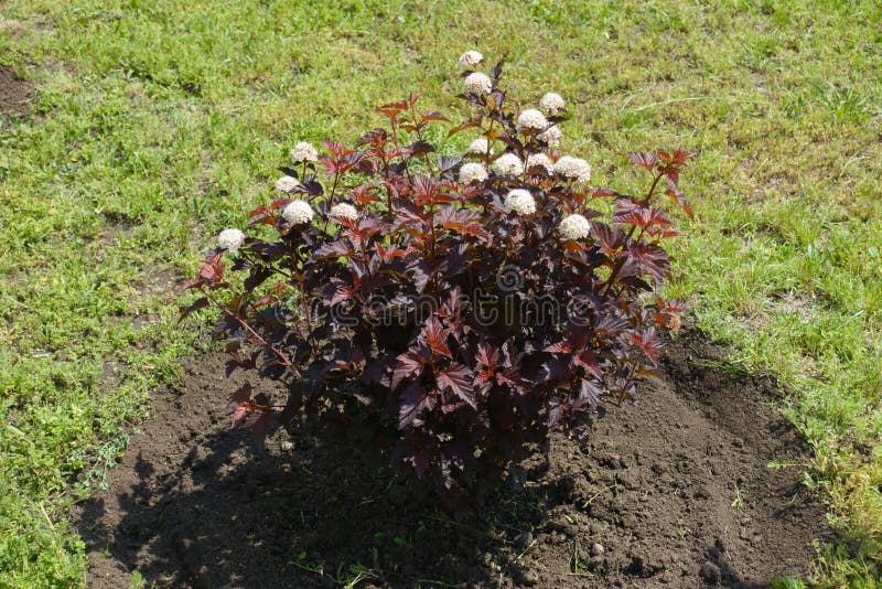 Small bush of purple leaved Physocarpus opulifolius in bloom in May. Small bush of purple leaved Physocarpus opulifolius in bloom in May