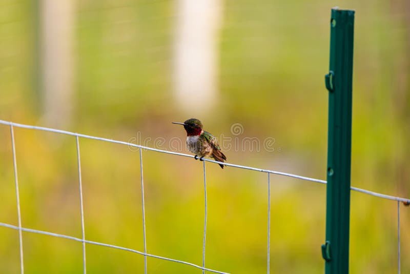маленький, но могучий колибри Стоковое Фото - изображение насчитывающей ...