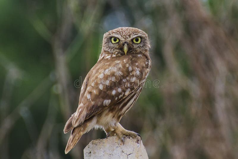 Little Owl looking beautiful eyes High quality resulation wallpaper puzzle background. Little Owl looking beautiful eyes High quality resulation wallpaper puzzle background.