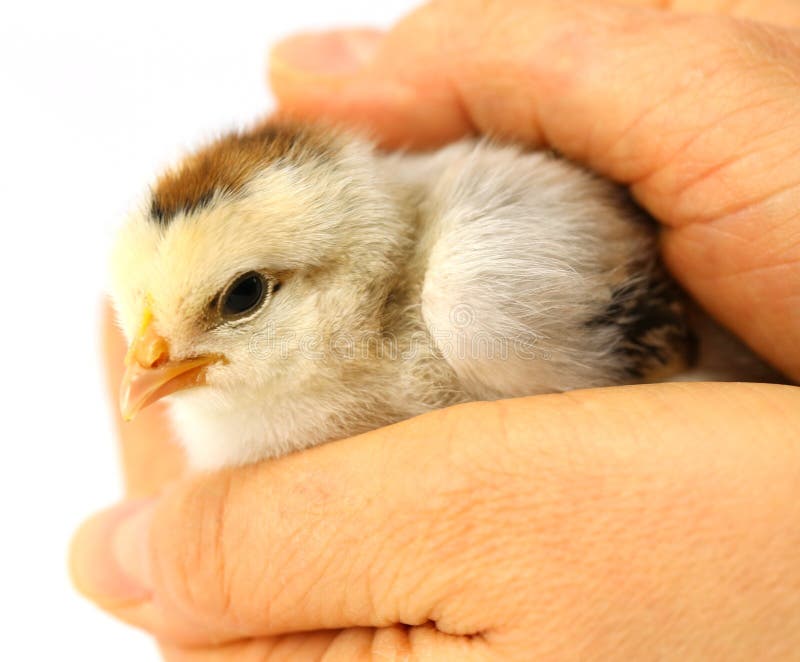 Маленький цыпленок защищенный руками