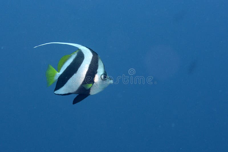 Picture of a banner fish caught in the Adaman sea, similans island, thailand. Picture of a banner fish caught in the Adaman sea, similans island, thailand.