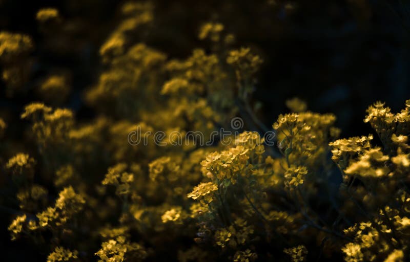 Малые желтые цветки времени saxatilis aurinia весной стоковое фото Малые желтые цветки времени saxatilis aurinia весной стоковое фото