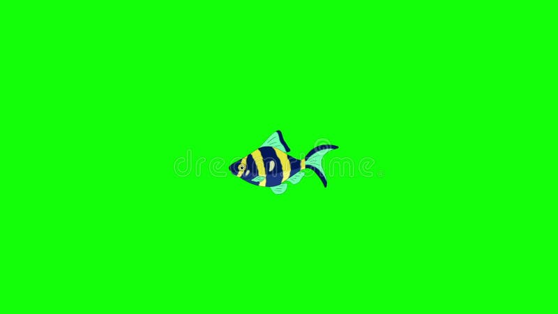Малый сине- желтый ключ Chroma рыб аквариума
