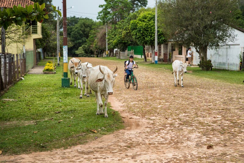 Мальчик Paraguayan приходит от школы и управляет его коровами домой стоковые фото Мальчик Paraguayan приходит от школы и управляет его коровами домой стоковые фото