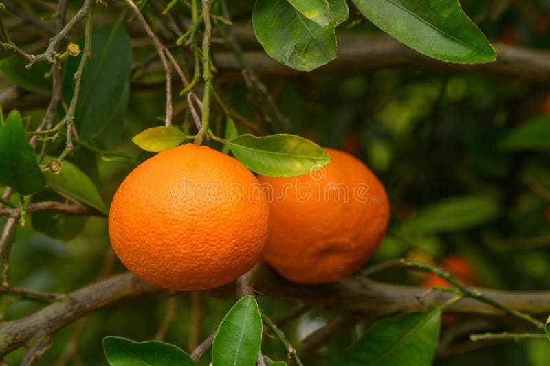 Bright ripe tangerines on a branch overlooking a sunset landscape with gardens and fruit plantations 2. Bright ripe tangerines on a branch overlooking a sunset landscape with gardens and fruit plantations 2