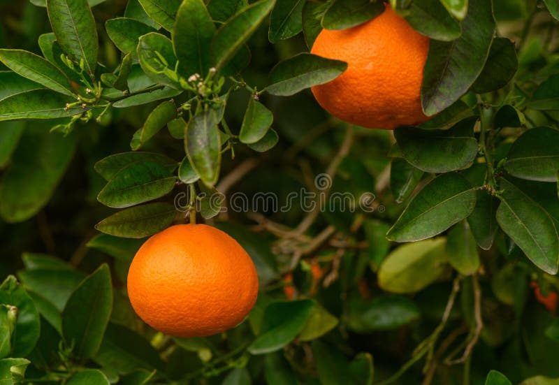 orange tangerines growing on tree branches in garden on a plantation with sunlight 3. orange tangerines growing on tree branches in garden on a plantation with sunlight 3