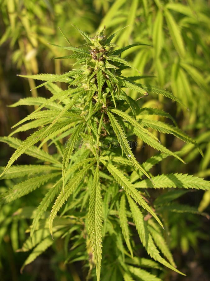 семена голландия марихуана