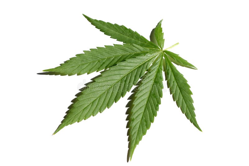 тем для роста марихуаны