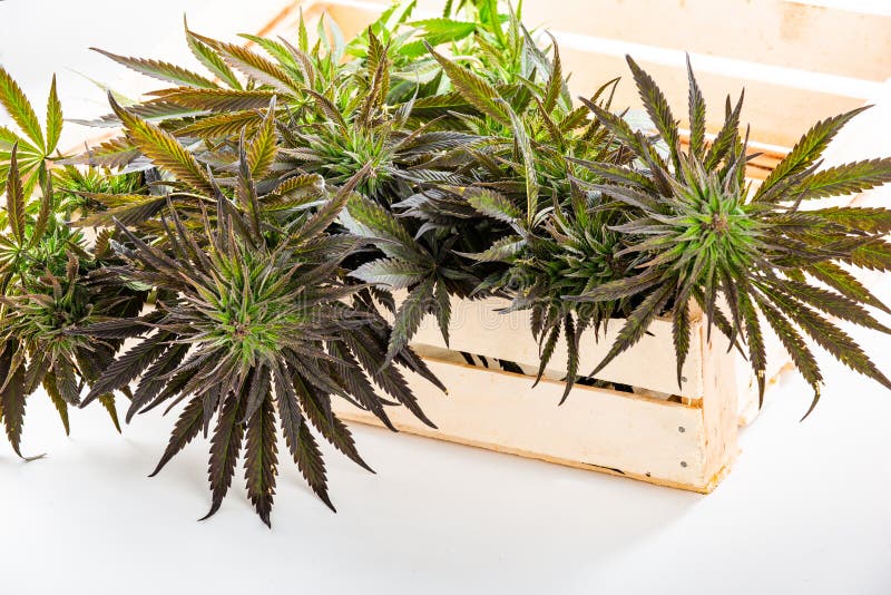 Конопля осенью легализация марихуаны в рб