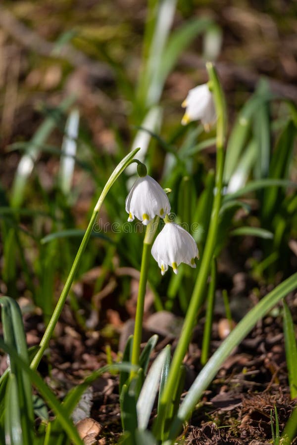Мартовский кубок Leucojum вернум группы в закрытии в лесу весной стоковые фото