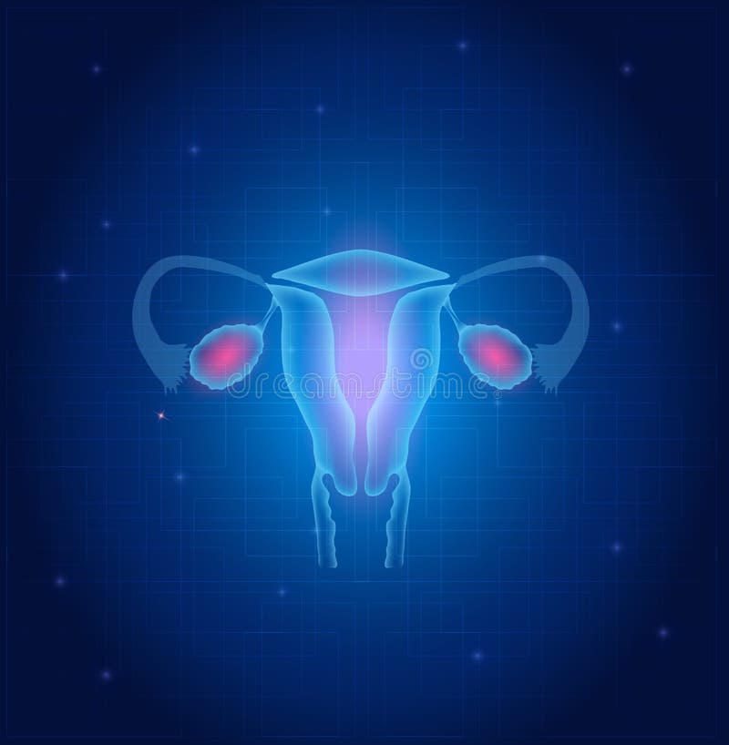 Uterus and ovaries anatomy blue background. Uterus and ovaries anatomy blue background
