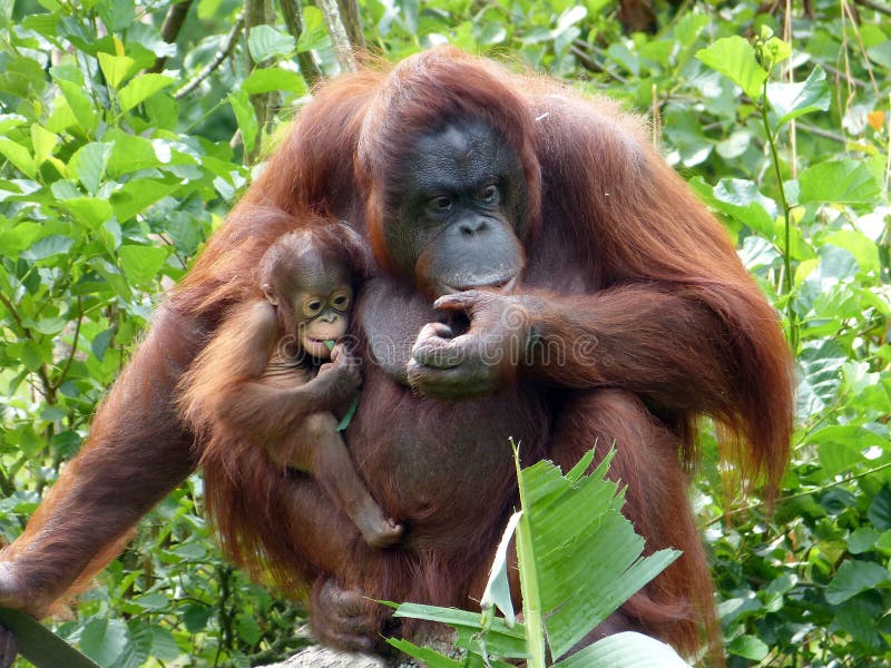 A Bornean Orangutan mother & her young baby daughter. A Bornean Orangutan mother & her young baby daughter.