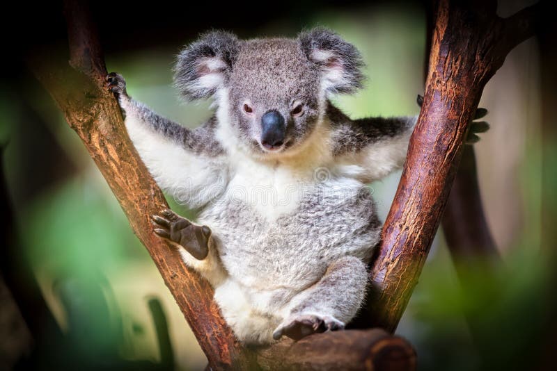 Koala bear sitting on a tree trunk with green and black background. Koala bear sitting on a tree trunk with green and black background