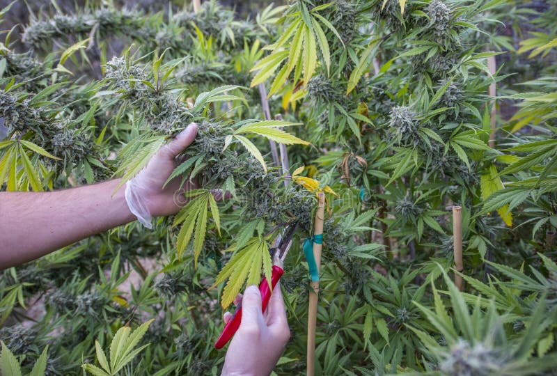 Как снимать урожай марихуаны какой наркотик в конопле