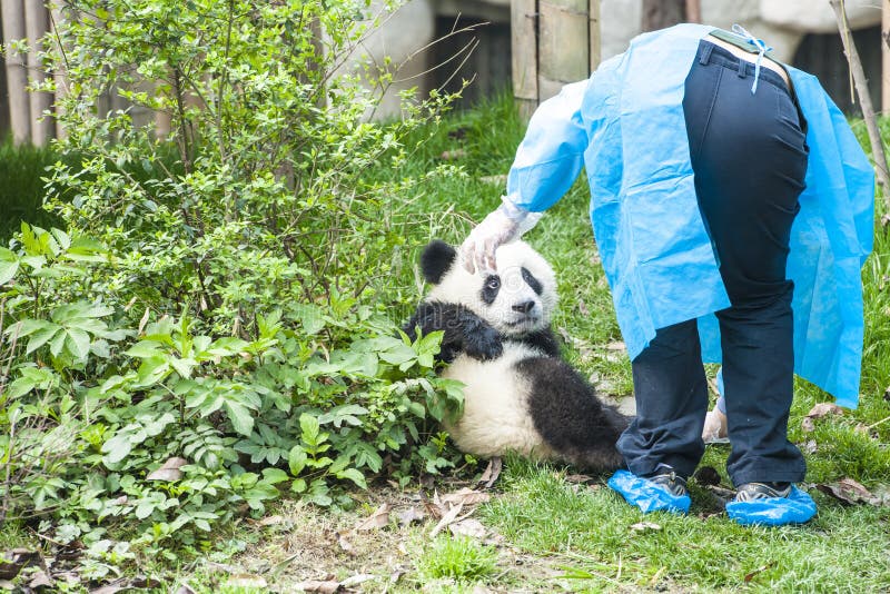 Медведь Cub панды с медсестрой, исследовательскийа центр Чэнду панды, Китай стоковое фото Медведь Cub панды с медсестрой, исследовательскийа центр Чэнду панды, Китай стоковое фото