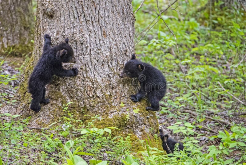 Медведь Cubs 3 младенцев черный играя друг с другом стоковые фотографии rf