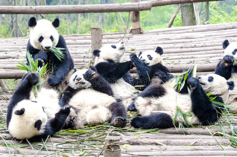 Медведь Cubs панды есть бамбук, исследовательскийа центр Чэнду панды, Китай стоковые изображения Медведь Cubs панды есть бамбук, исследовательскийа центр Чэнду панды, Китай стоковые изображения