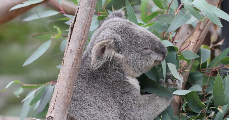 Медведь коалы в дереве эвкалиптов есть листья закрывает 4k