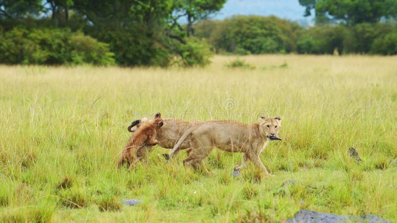 медленный выстрел молодых львиных детишек играет в бои, гоняясь друг за другом по равнинам