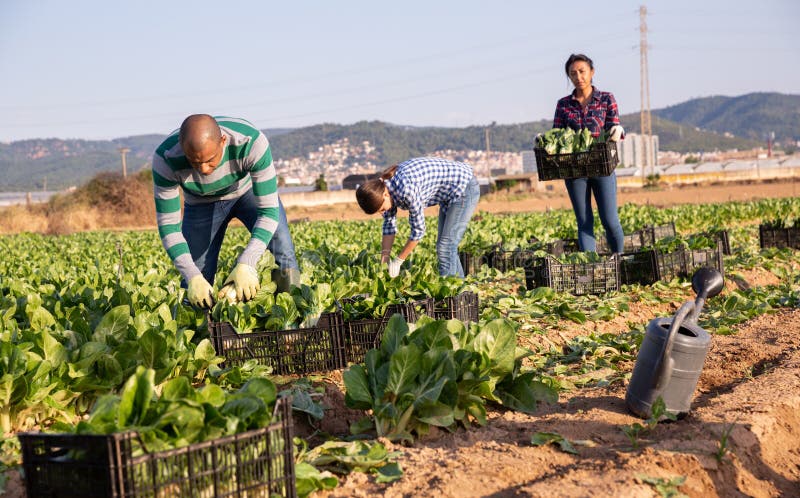 Multinational team of gardeners picking chard at vegetable farm, seasonal horticulture. Multinational team of gardeners picking chard at vegetable farm, seasonal horticulture