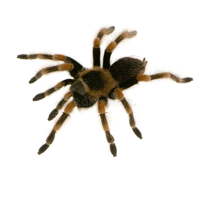 мексиканский tarantula redknee стоковые изображения rf мексиканский tarantula redknee стоковые изображения rf