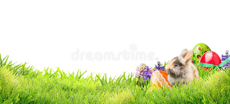 Little easter bunny with eggs and flowers in garden grass on white background, banner for website. Little easter bunny with eggs and flowers in garden grass on white background, banner for website