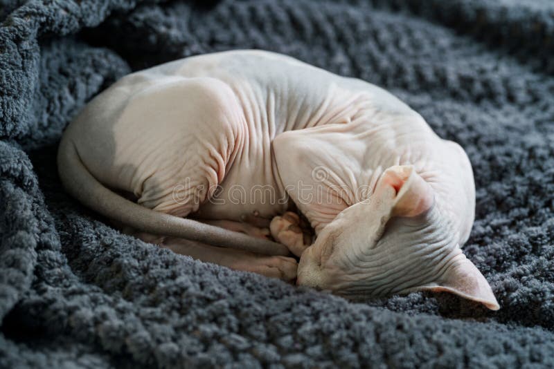 Меньший кот Sphynx спит стоковые изображения Меньший кот Sphynx спит стоковые изображения