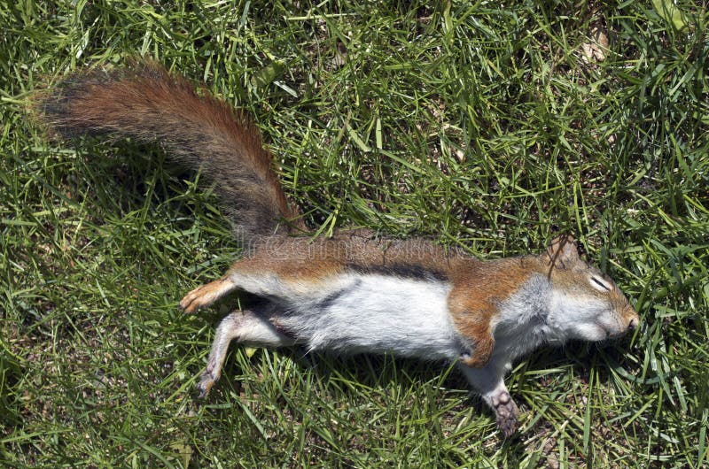 Close up shot of a dead red squirrel laying on green grass, stiff as a board. Close up shot of a dead red squirrel laying on green grass, stiff as a board.