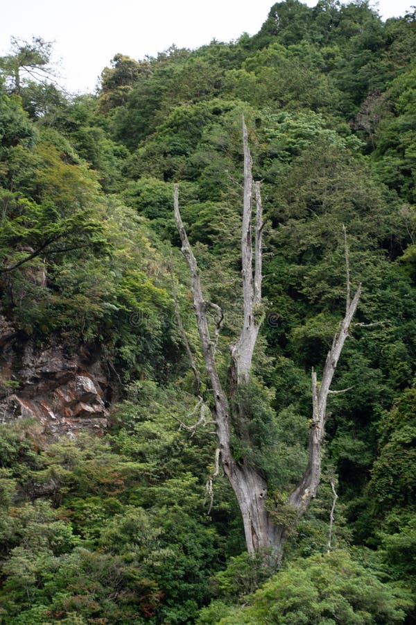 Taiwan’s high mountains were once the place where precious wood was produced. In-depth development left only abandoned tree heads and other unwanted wood, but they have witnessed glorious history!n n. Taiwan’s high mountains were once the place where precious wood was produced. In-depth development left only abandoned tree heads and other unwanted wood, but they have witnessed glorious history!n n