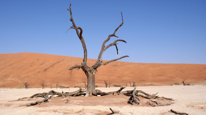 Мертвое дерево Vlei в пустыне Namib стоковое фото Мертвое дерево Vlei в пустыне Namib стоковое фото