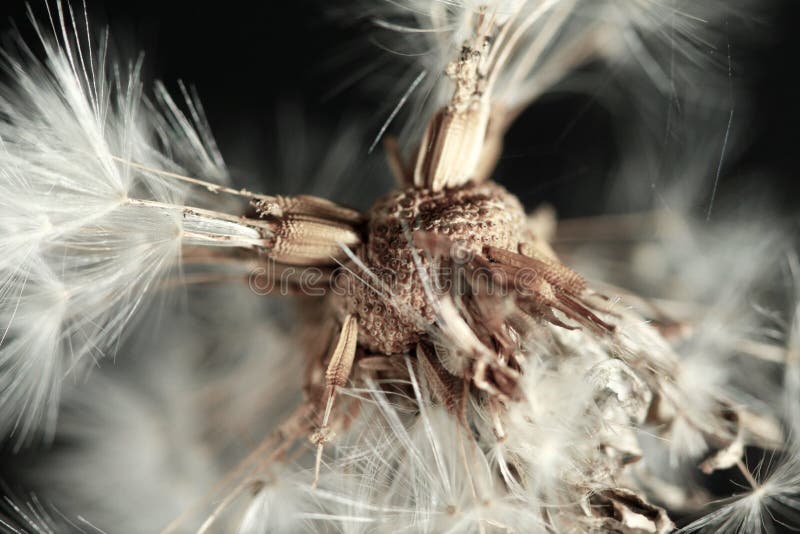 Dead dandelion macro black background. Dead dandelion macro black background