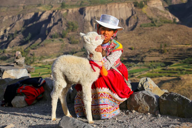 Местная девушка при лама младенца сидя на каньоне Colca в Перу стоковые фото Местная девушка при лама младенца сидя на каньоне Colca в Перу стоковые фото