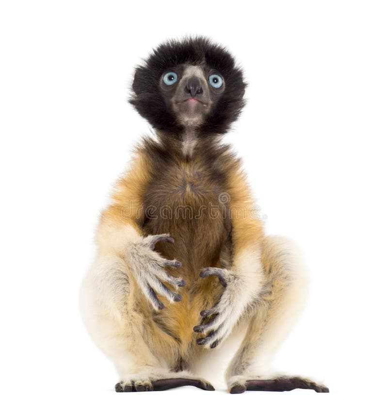 4 месяца старого младенца увенчали Sifaka сидя против белизны стоковое фото rf 4 месяца старого младенца увенчали Sifaka сидя против белизны стоковое фото rf