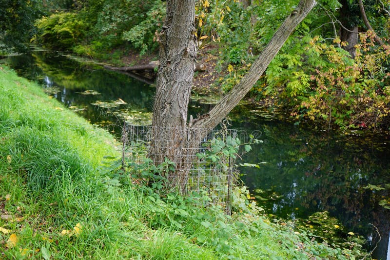 Animals in Germany. A metal mesh fence protects the tree from beavers that live on the Wuhle River. The Eurasian beaver, Castor fiber or European beaver is a species of beaver. Berlin, Germany. Animals in Germany. A metal mesh fence protects the tree from beavers that live on the Wuhle River. The Eurasian beaver, Castor fiber or European beaver is a species of beaver. Berlin, Germany