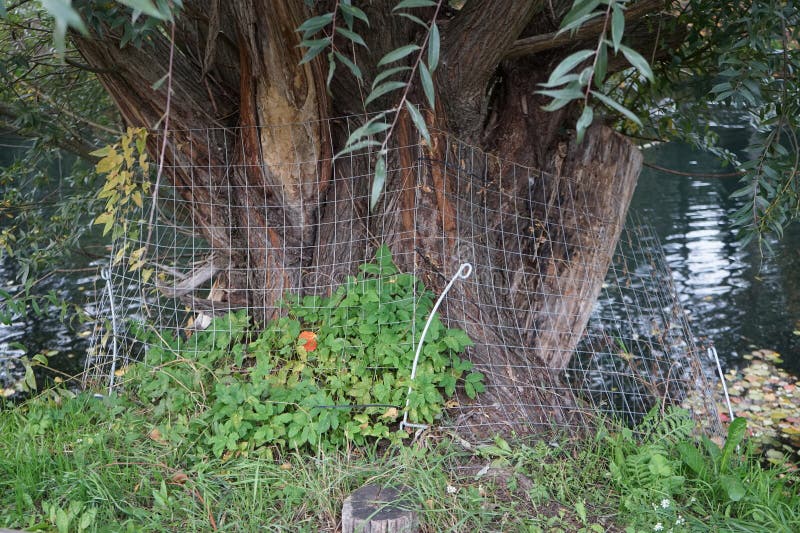 Animals in Germany. A metal mesh fence protects the tree from beavers that live on the Wuhle River. The Eurasian beaver, Castor fiber or European beaver is a species of beaver. Berlin, Germany. Animals in Germany. A metal mesh fence protects the tree from beavers that live on the Wuhle River. The Eurasian beaver, Castor fiber or European beaver is a species of beaver. Berlin, Germany