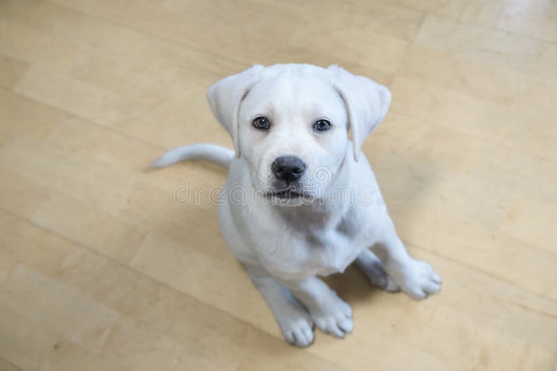 Милая молодая собака retriever labrador с большими глазами стоковая фотография rf Милая молодая собака retriever labrador с большими глазами стоковая фотография rf