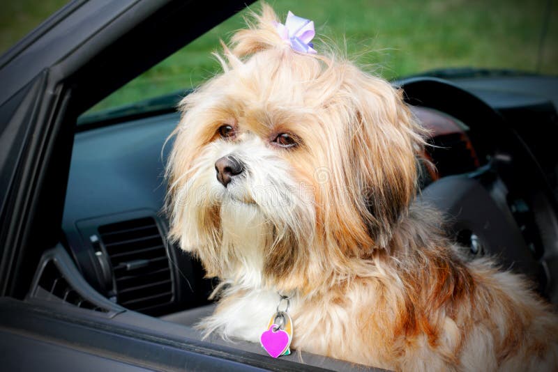 Doggie в окне. стоковое изображение rf Doggie в окне. стоковое изображение rf