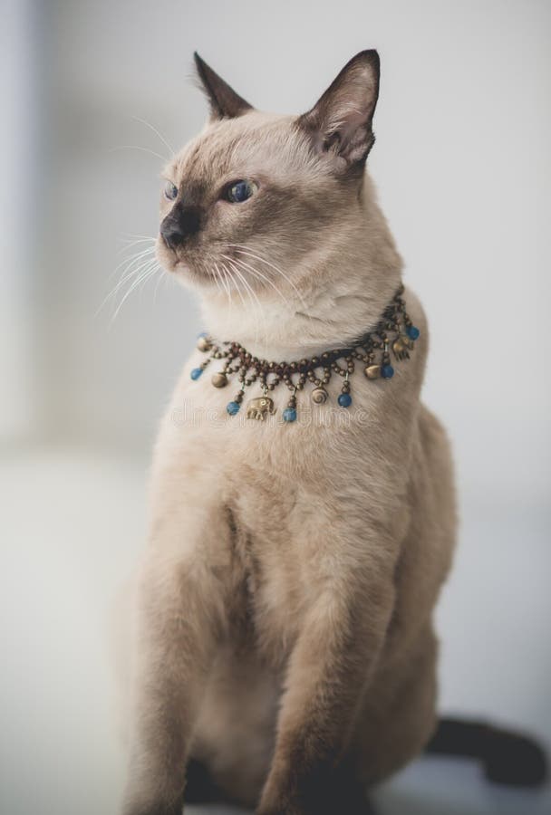 Милый кот tabby дома стоковые изображения Милый кот tabby дома стоковые изображения