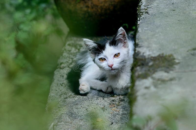 Милый котенок стоковое фото Милый котенок стоковое фото
