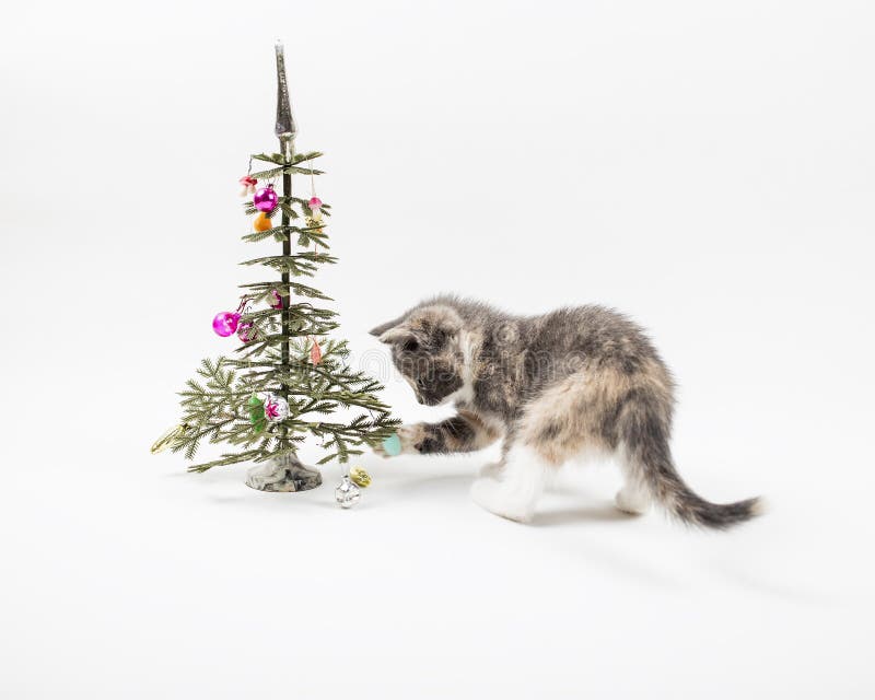 Милый котенок играя с tricolor покрашенные игрушки которые висят на a стоковое фото Милый котенок играя с tricolor покрашенные игрушки которые висят на a стоковое фото