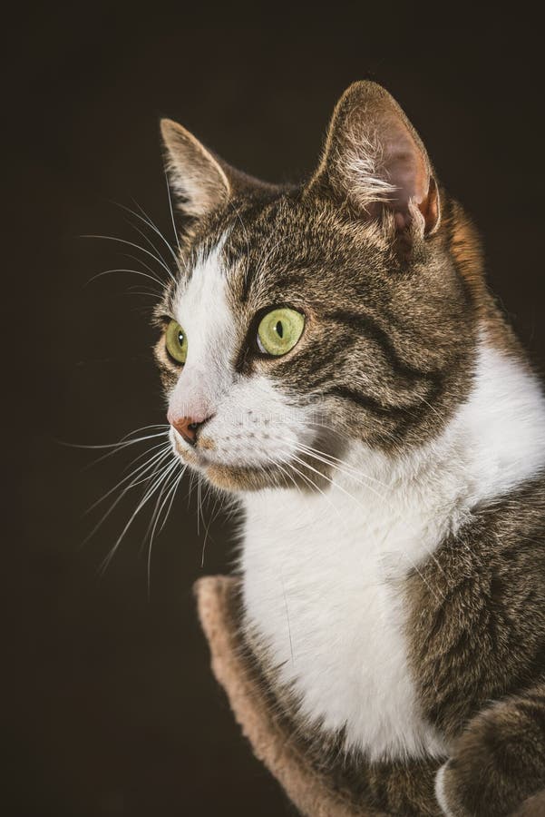 Милый молодой кот tabby при белый комод лежа на царапать столб против темной предпосылки ткани стоковые фотографии rf Милый молодой кот tabby при белый комод лежа на царапать столб против темной предпосылки ткани стоковые фотографии rf
