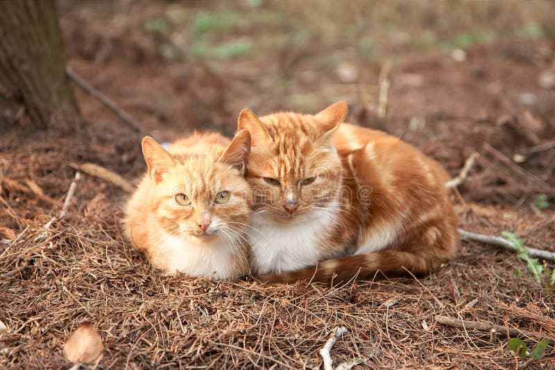 2 милых симпатичных молодых кота стоковое изображение rf