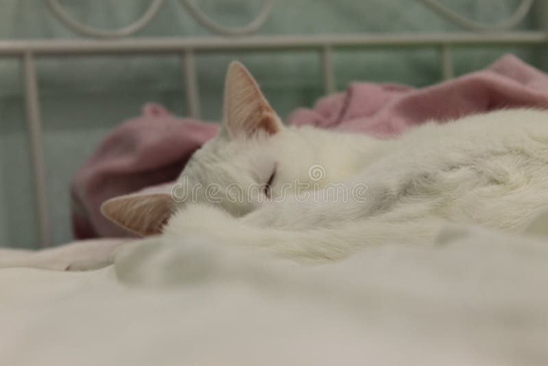 Cute white cat sees wonderful dreams royalty free stock photo Cute white cat sees wonderful dreams royalty free stock photo