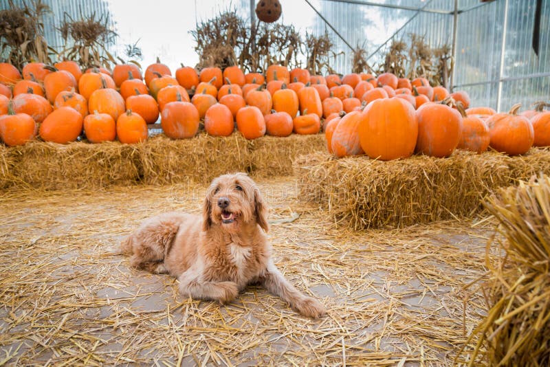 Милая золотая собака labradoodle сидя перед пуком тыкв на ферме стоковые фото Милая золотая собака labradoodle сидя перед пуком тыкв на ферме стоковые фото